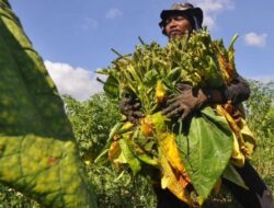 Seharusnya Dana Bagi Hasil Cukai Hasil Tembakau untuk Membayar BPJS Petani